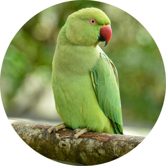 Cães
