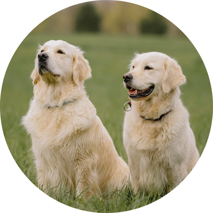 Cães