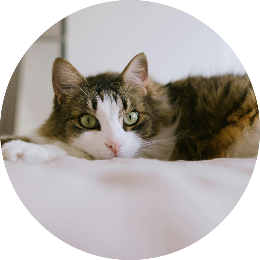 Cães