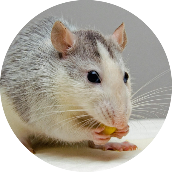 Cães